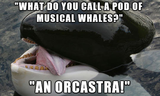 whalesong, songwriting for whales
