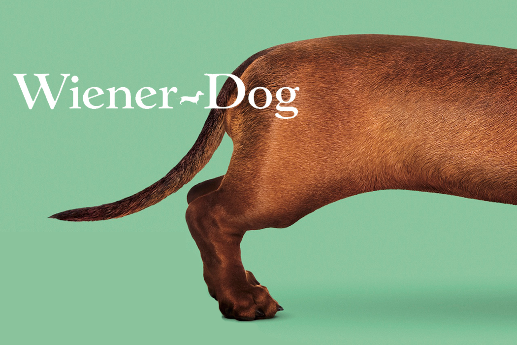 wiener dog header