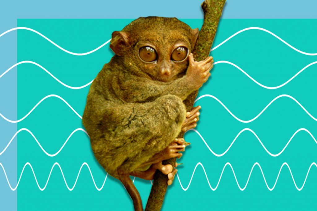 Ultrasonic Animals That Vocalize at Frequencies Beyond Our Hearing Range