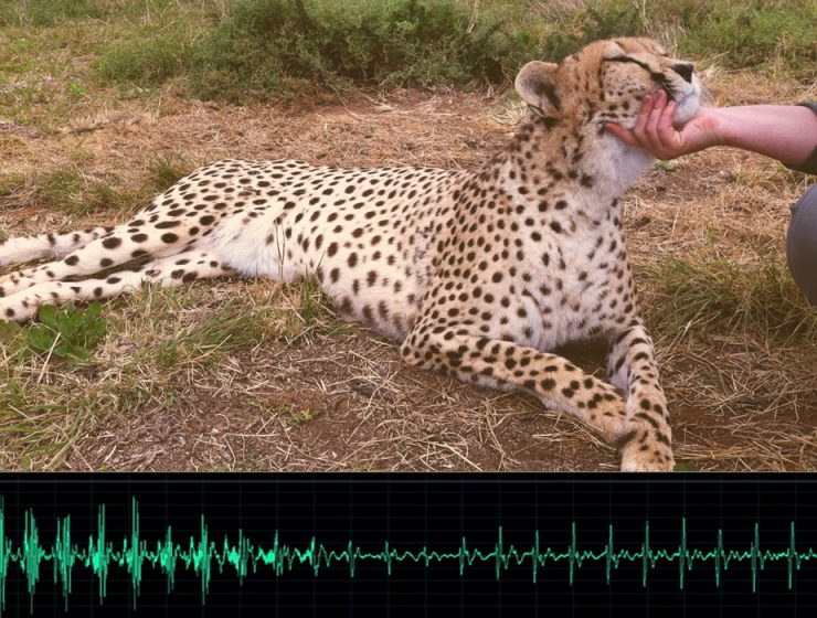 cheetah and frequency