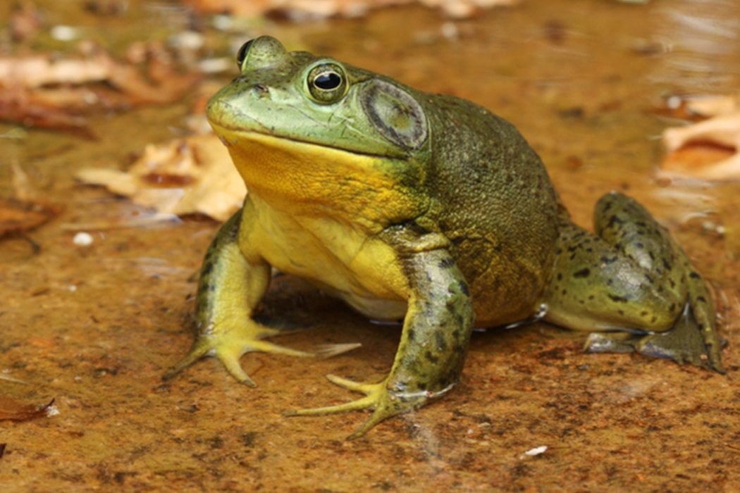 5 Unique Ways Animals Communicate Through Sound Flypaper