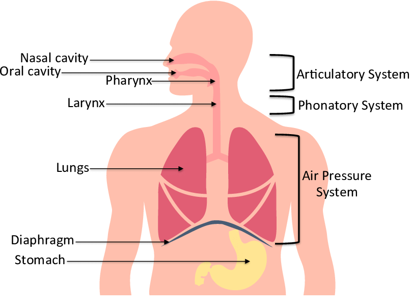 Breathing system Image sourced from researchgate.net; Andrade-Miranda, Gustavo (2017