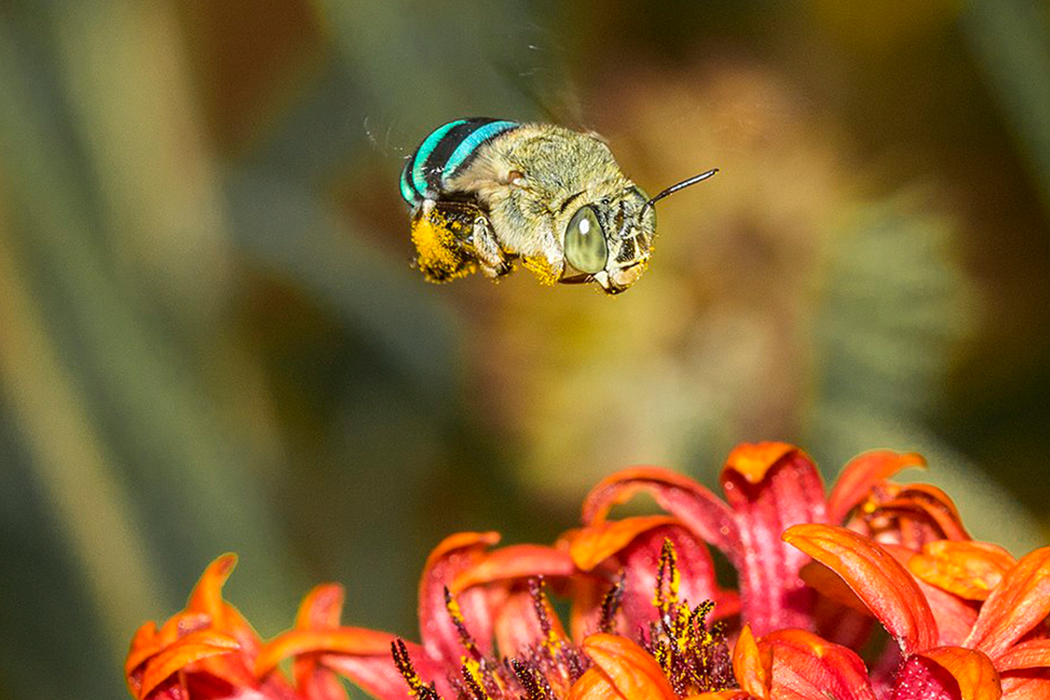 closeup of bee approaching flower