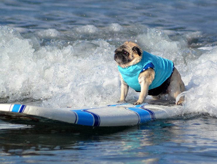 dog on a surfboard (yup)