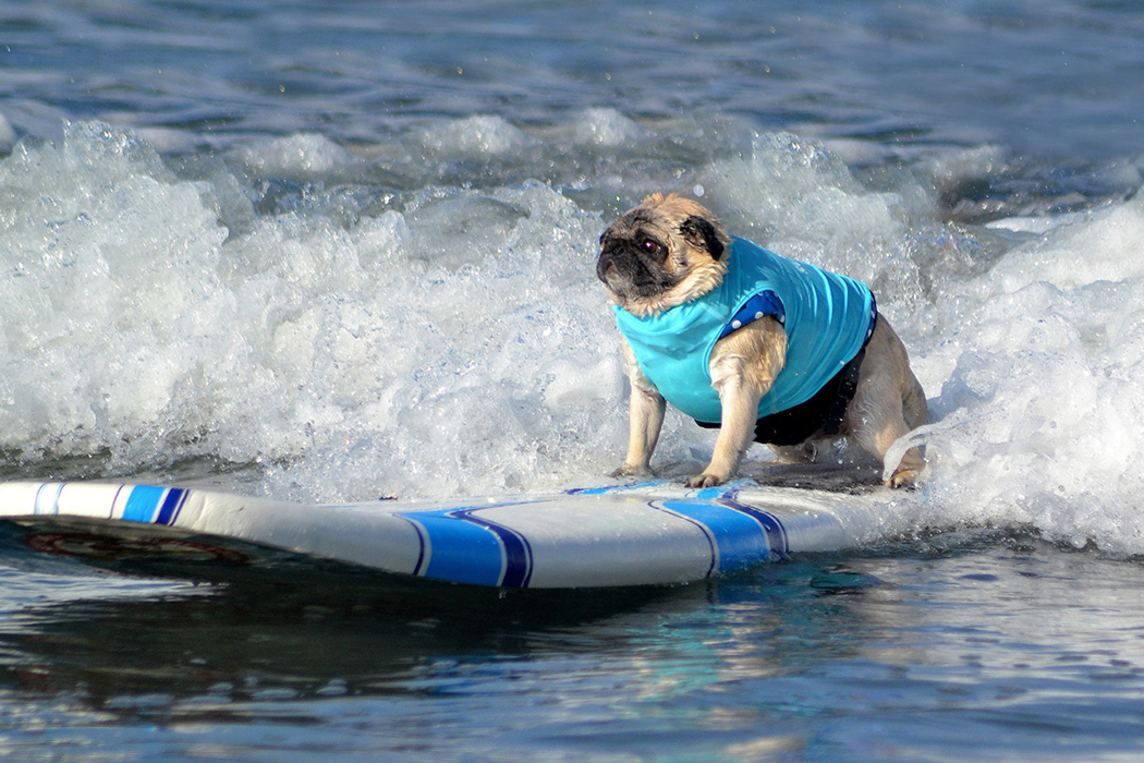 dog on a surfboard (yup)