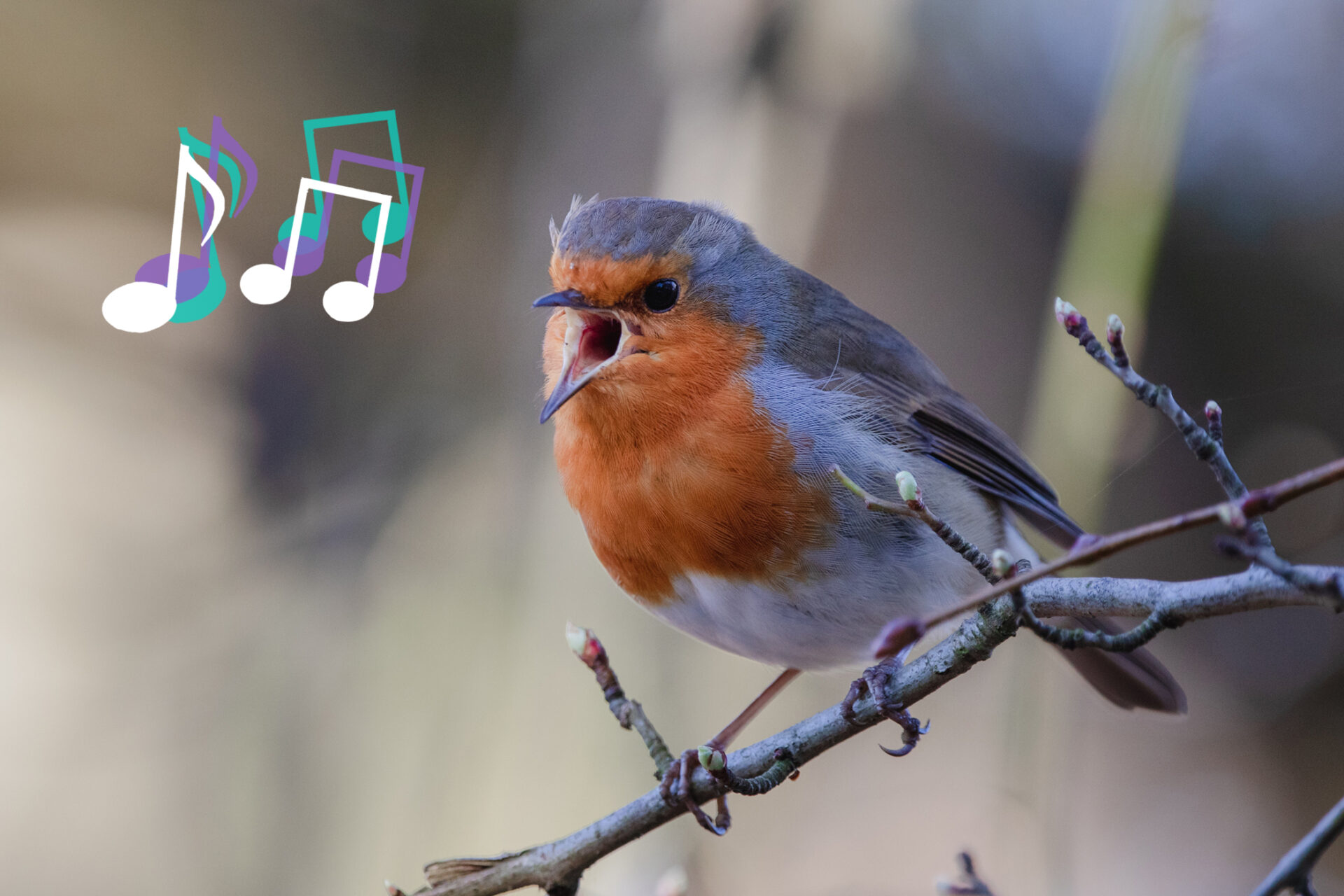 The singing bird